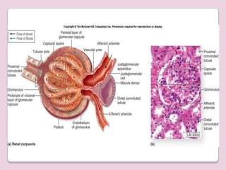 Renal anatomy | PPTX