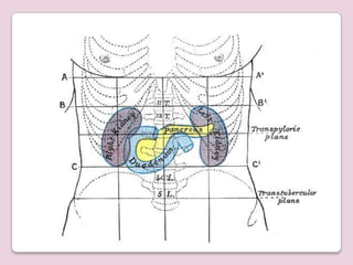 Renal anatomy | PPTX