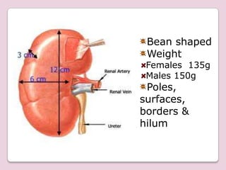 renal