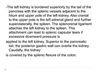 -The left kidney is bordered superiorly by the tail of the
pancreas with the splenic vessels adjacent to the
hilum and upper pole of the left kidney. Also cranial
to the upper pole is the left adrenal gland and further
superolaterally, the spleen. The splenorenal ligament
attaches the left kidney to the spleen. This
attachment can lead to splenic capsular tears if
excessive downward pressure is
applied to the left kidney. Superior to the pancreatic
tail, the posterior gastric wall can overlie the kidney.
Caudally, the kidney
is covered by the splenic flexure of the colon.
 