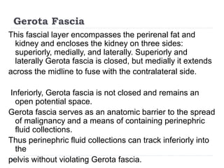 Gerota Fascia
This fascial layer encompasses the perirenal fat and
kidney and encloses the kidney on three sides:
superiorly, medially, and laterally. Superiorly and
laterally Gerota fascia is closed, but medially it extends
across the midline to fuse with the contralateral side.
Inferiorly, Gerota fascia is not closed and remains an
open potential space.
Gerota fascia serves as an anatomic barrier to the spread
of malignancy and a means of containing perinephric
fluid collections.
Thus perinephric fluid collections can track inferiorly into
the
pelvis without violating Gerota fascia.
 