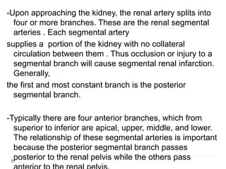 -Upon approaching the kidney, the renal artery splits into
four or more branches. These are the renal segmental
arteries . Each segmental artery
supplies a portion of the kidney with no collateral
circulation between them . Thus occlusion or injury to a
segmental branch will cause segmental renal infarction.
Generally,
the first and most constant branch is the posterior
segmental branch.
-Typically there are four anterior branches, which from
superior to inferior are apical, upper, middle, and lower.
The relationship of these segmental arteries is important
because the posterior segmental branch passes
posterior to the renal pelvis while the others pass
 