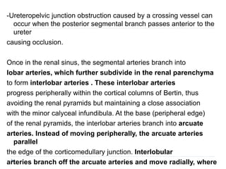 -Ureteropelvic junction obstruction caused by a crossing vessel can
occur when the posterior segmental branch passes anterior to the
ureter
causing occlusion.
Once in the renal sinus, the segmental arteries branch into
lobar arteries, which further subdivide in the renal parenchyma
to form interlobar arteries . These interlobar arteries
progress peripherally within the cortical columns of Bertin, thus
avoiding the renal pyramids but maintaining a close association
with the minor calyceal infundibula. At the base (peripheral edge)
of the renal pyramids, the interlobar arteries branch into arcuate
arteries. Instead of moving peripherally, the arcuate arteries
parallel
the edge of the corticomedullary junction. Interlobular
arteries branch off the arcuate arteries and move radially, where
 