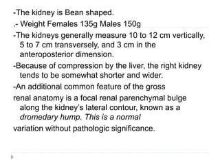 -The kidney is Bean shaped.
.- Weight Females 135g Males 150g
-The kidneys generally measure 10 to 12 cm vertically,
5 to 7 cm transversely, and 3 cm in the
anteroposterior dimension.
-Because of compression by the liver, the right kidney
tends to be somewhat shorter and wider.
-An additional common feature of the gross
renal anatomy is a focal renal parenchymal bulge
along the kidney’s lateral contour, known as a
dromedary hump. This is a normal
variation without pathologic significance.
 