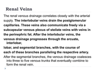 Renal Veins
The renal venous drainage correlates closely with the arterial
supply. The interlobular veins drain the postglomerular
capillaries. These veins also communicate freely via a
subcapsular venous plexus of stellate veins with veins in
the perinephric fat. After the interlobular veins, the
venous drainage progresses through the arcuate,
interlobar,
lobar, and segmental branches, with the course of
each of these branches paralleling the respective artery.
After the segmental branches, the venous drainage coalesces
into three to five venous trunks that eventually combine to
form the renal vein.
 