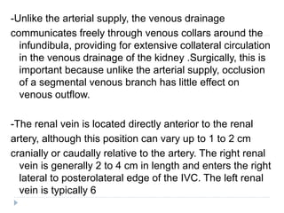 -Unlike the arterial supply, the venous drainage
communicates freely through venous collars around the
infundibula, providing for extensive collateral circulation
in the venous drainage of the kidney .Surgically, this is
important because unlike the arterial supply, occlusion
of a segmental venous branch has little effect on
venous outflow.
-The renal vein is located directly anterior to the renal
artery, although this position can vary up to 1 to 2 cm
cranially or caudally relative to the artery. The right renal
vein is generally 2 to 4 cm in length and enters the right
lateral to posterolateral edge of the IVC. The left renal
vein is typically 6
 