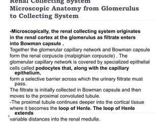 Renal Collecting System
Microscopic Anatomy from Glomerulus
to Collecting System
-Microscopically, the renal collecting system originates
in the renal cortex at the glomerulus as filtrate enters
into Bowman capsule .
Together the glomerular capillary network and Bowman capsule
form the renal corpuscle (malpighian corpuscle) . The
glomerular capillary network is covered by specialized epithelial
cells called podocytes that, along with the capillary
epithelium,
form a selective barrier across which the urinary filtrate must
pass.
The filtrate is initially collected in Bowman capsule and then
moves to the proximal convoluted tubule.
-The proximal tubule continues deeper into the cortical tissue
where it becomes the loop of Henle. The loop of Henle
extends
variable distances into the renal medulla.
 