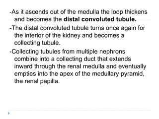 -As it ascends out of the medulla the loop thickens
and becomes the distal convoluted tubule.
-The distal convoluted tubule turns once again for
the interior of the kidney and becomes a
collecting tubule.
-Collecting tubules from multiple nephrons
combine into a collecting duct that extends
inward through the renal medulla and eventually
empties into the apex of the medullary pyramid,
the renal papilla.
 