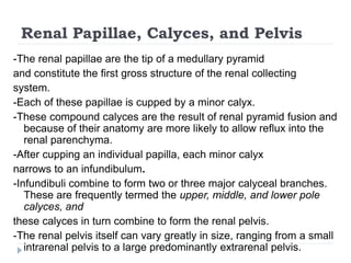 Renal Papillae, Calyces, and Pelvis
-The renal papillae are the tip of a medullary pyramid
and constitute the first gross structure of the renal collecting
system.
-Each of these papillae is cupped by a minor calyx.
-These compound calyces are the result of renal pyramid fusion and
because of their anatomy are more likely to allow reflux into the
renal parenchyma.
-After cupping an individual papilla, each minor calyx
narrows to an infundibulum.
-Infundibuli combine to form two or three major calyceal branches.
These are frequently termed the upper, middle, and lower pole
calyces, and
these calyces in turn combine to form the renal pelvis.
-The renal pelvis itself can vary greatly in size, ranging from a small
intrarenal pelvis to a large predominantly extrarenal pelvis.
 