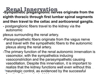 Renal Innervation-Sympathetic preganglionic nerves originate from the
eighth thoracic through first lumbar spinal segments
and then travel to the celiac and aorticorenal ganglia.
- postganglionic fibers travel to the kidney via the
autonomic
plexus surrounding the renal artery.
-Parasympathetic fibers originate from the vagus nerve
and travel with the sympathetic fibers to the autonomic
plexus along the renal artery.
-The primary function of the renal autonomic innervation is
vasomotor, with the sympathetics inducing
vasoconstriction and the parasympathetic causing
vasodilation. Despite this innervation, it is important to
realize that the kidney functions well even without this
neurologic control, as evidenced by the successful
 