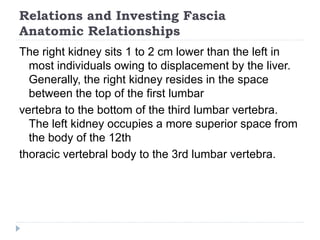 Relations and Investing Fascia
Anatomic Relationships
The right kidney sits 1 to 2 cm lower than the left in
most individuals owing to displacement by the liver.
Generally, the right kidney resides in the space
between the top of the first lumbar
vertebra to the bottom of the third lumbar vertebra.
The left kidney occupies a more superior space from
the body of the 12th
thoracic vertebral body to the 3rd lumbar vertebra.
 