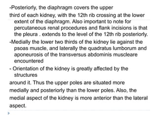 -Posteriorly, the diaphragm covers the upper
third of each kidney, with the 12th rib crossing at the lower
extent of the diaphragm. Also important to note for
percutaneous renal procedures and flank incisions is that
the pleura . extends to the level of the 12th rib posteriorly.
-Medially the lower two thirds of the kidney lie against the
psoas muscle, and laterally the quadratus lumborum and
aponeurosis of the transversus abdominis muscleare
encountered
- Orientation of the kidney is greatly affected by the
structures
around it. Thus the upper poles are situated more
medially and posteriorly than the lower poles. Also, the
medial aspect of the kidney is more anterior than the lateral
aspect.
 