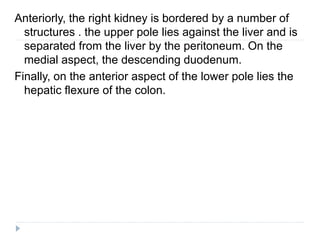 Anteriorly, the right kidney is bordered by a number of
structures . the upper pole lies against the liver and is
separated from the liver by the peritoneum. On the
medial aspect, the descending duodenum.
Finally, on the anterior aspect of the lower pole lies the
hepatic flexure of the colon.
 