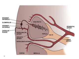 Infundibular In Kidney