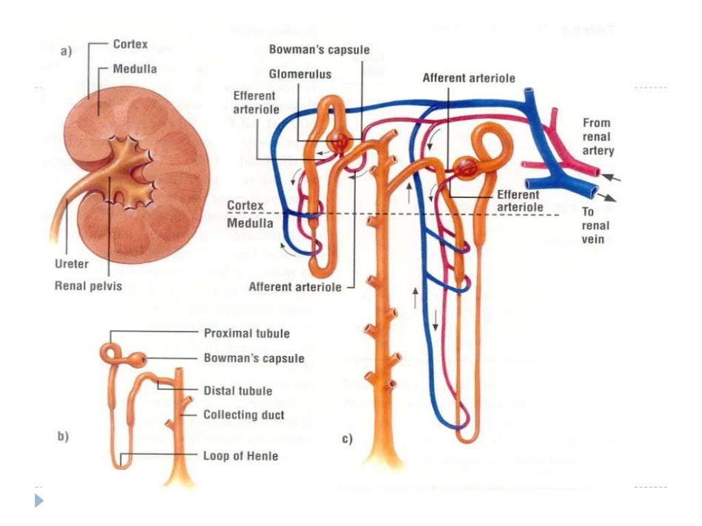Renal anatomy