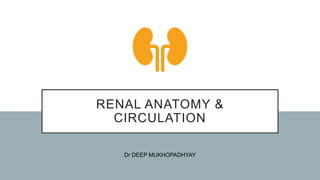 RENAL ANATOMY &
CIRCULATION
Dr DEEP MUKHOPADHYAY
 