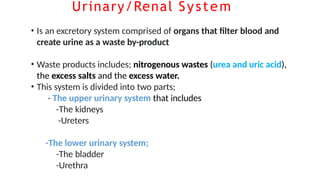 Comprehensive Overview of the Human Urinary and Renal System Anatomy ...