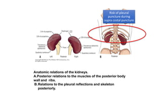Renal Anatomy - applied aspects | PPTX
