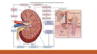 RENAL ANATOMY2.pptx