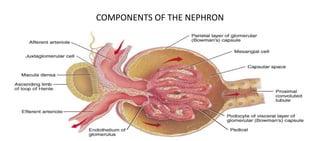COMPONENTS OF THE NEPHRON
• Each nephron is composed of renal corpuscle (filtration) & a renal tubules (reabsorption &
secretion)
• Renal corpuscle /compose of glomerulus & Bowman's capsule/
Glomerulus “”
 about 200 micro m in diameter
tuft of fenestrated capillaries
It receive their blood supply from the afferent arteriole and drain into efferent arteriole
filters a protein-free plasma into the tubular component
 