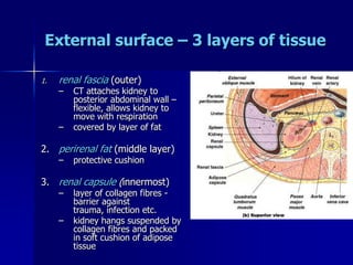 External surface – 3 layers of tissue
1. renal fascia (outer)
– CT attaches kidney to
posterior abdominal wall –
flexible, allows kidney to
move with respiration
– covered by layer of fat
2. perirenal fat (middle layer)
– protective cushion
3. renal capsule (innermost)
– layer of collagen fibres -
barrier against
trauma, infection etc.
– kidney hangs suspended by
collagen fibres and packed
in soft cushion of adipose
tissue
 