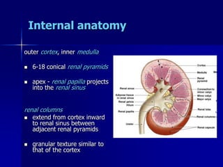 Internal anatomy
outer cortex, inner medulla
 6-18 conical renal pyramids
 apex - renal papilla projects
into the renal sinus
renal columns
 extend from cortex inward
to renal sinus between
adjacent renal pyramids
 granular texture similar to
that of the cortex
 