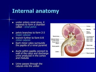 Internal anatomy
 ureter enters renal sinus, it
expands to form a chamber
called - renal pelvis
 pelvis branches to form 2-3
major calyces
 branch further to form 6-8
minor calyces
 Each minor calyx surrounds
the papilla of a renal pyramid
 ducts within papilla connect to
wall of the calyx and discharge
urine produced in the cortex
and medulla
 Urine passes through the
calyces into the ureter
 