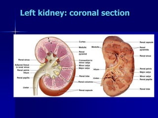 Left kidney: coronal section
 