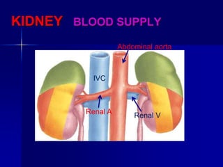 KIDNEY BLOOD SUPPLY
IVC
Abdominal aorta
Renal A
Renal V
 