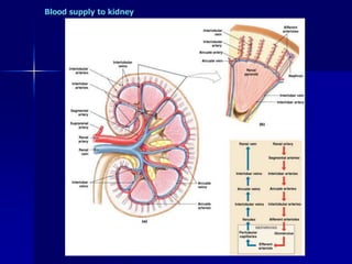 Blood supply to kidney
 