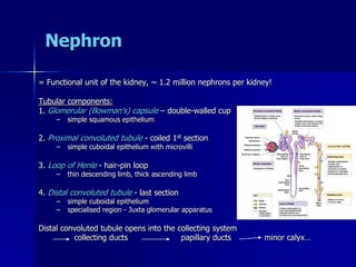 Nephron
= Functional unit of the kidney, ~ 1.2 million nephrons per kidney!
Tubular components:
1. Glomerular (Bowman’s) capsule – double-walled cup
– simple squamous epithelium
2. Proximal convoluted tubule - coiled 1st section
– simple cuboidal epithelium with microvilli
3. Loop of Henle - hair-pin loop
– thin descending limb, thick ascending limb
4. Distal convoluted tubule - last section
– simple cuboidal epithelium
– specialised region - Juxta glomerular apparatus
Distal convoluted tubule opens into the collecting system
collecting ducts papillary ducts minor calyx…
 