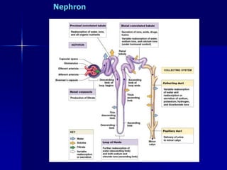 Nephron
 
