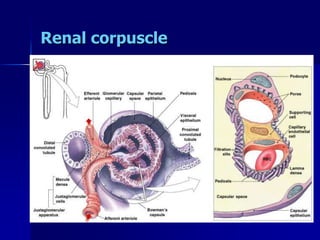 Renal corpuscle
 
