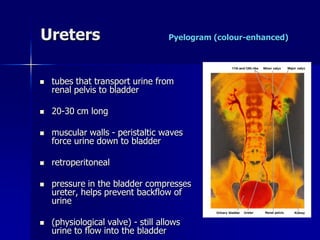 Ureters Pyelogram (colour-enhanced)
 tubes that transport urine from
renal pelvis to bladder
 20-30 cm long
 muscular walls - peristaltic waves
force urine down to bladder
 retroperitoneal
 pressure in the bladder compresses
ureter, helps prevent backflow of
urine
 (physiological valve) - still allows
urine to flow into the bladder
 