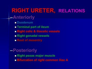 RIGHT URETER, RELATIONS
–Anteriorly
 Duodenum
 Terminal part of ileum
 Right colic & iliocolic vessels
 Right gonadal vessels
 Root of mesentry
–Posteriorly
 Right psoas major muscle
 Bifurcation of right common iliac A
 