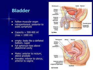 Bladder
 hollow muscular organ
 retroperitoneal, posterior to
pubic symphysis
 Capacity ~ 300-400 ml
(max = 1000 ml)
 empty: looks like a deflated
balloon, rugae
 full spherical rises above
abdominal cavity
 Males: anterior to rectum,
above prostate
 Females: inferior to uterus,
anterior to vagina
 