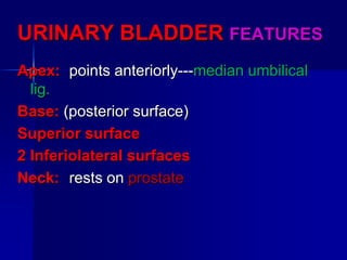 URINARY BLADDER FEATURES
Apex: points anteriorly---median umbilical
lig.
Base: (posterior surface)
Superior surface
2 Inferiolateral surfaces
Neck: rests on prostate
 