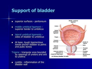 Support of bladder
 superior surfaces - peritoneum
 middle umbilical ligament -
superior border to umbilicus
 lateral umbilical ligaments -
sides of bladder to umbilicus
 At base, tough ligamentous
bands anchor bladder to pelvic
and pubic bones
Trigone : triangular area bounded
by openings of ureters and exit
to urethra
 cystitis - inflammation of the
bladder wall
 