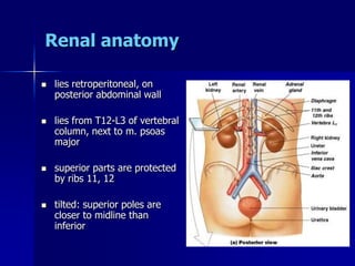 Renal anatomy
 lies retroperitoneal, on
posterior abdominal wall
 lies from T12-L3 of vertebral
column, next to m. psoas
major
 superior parts are protected
by ribs 11, 12
 tilted: superior poles are
closer to midline than
inferior
 