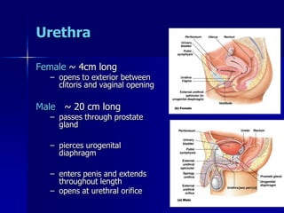 Urethra
Female ~ 4cm long
– opens to exterior between
clitoris and vaginal opening
Male ~ 20 cm long
– passes through prostate
gland
– pierces urogenital
diaphragm
– enters penis and extends
throughout length
– opens at urethral orifice
 