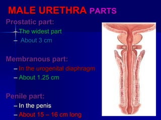 MALE URETHRA PARTS
Prostatic part:
– The widest part
– About 3 cm
Membranous part:
– In the urogenital diaphragm
– About 1.25 cm
Penile part:
– In the penis
– About 15 – 16 cm long
 