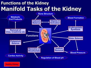 Bone Structure
Vitamin D
Activation
Calcium
Balance
Blood Formation
Erythropoietin
Synthesis
Cardiac Activity
Potassium
Balance
Regulation of Blood pH
Recovery of
Bicarbonate
Blood Pressure
Water Balance
Sodium
Removal
Metabolic
End Products
Removal of
Urea, Creatinine etc.
Functions of the Kidney
Manifold Tasks of the Kidney
Functions
Healthy Kidney
 