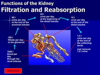 Functions of the Kidney
Filtration and Reabsorption
1500 l
blood per
day
through the
renal arteries
180 l
filtrate per day
in the glomeruli
60 l
urine per day
at the end of the
proximal tubules
20 l
urine per day
at the beginning of
the distal tubules
10 l
urine per day
at the end of the
distal tubules
1,5 l
urine per day
at the end of
the collecting
ducts
real removal:
1,5 l urine
Healthy Kidney
 