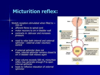 Micturition reflex:
Stretch receptors stimulated when filled to ~
220 ml
 afferent fibres to spinal cord
 motor neurons to sm in bladder wall
 contracts m. detrusor and increases
pressure
 need to relax both internal and external
sphincter - external under voluntary
control
 if external sphincter does not
relax, internal sphincter remains closed &
sm in bladder wall relaxes again
 Once volume exceeds 500 ml, micturition
reflex may generate enough P to open
internal sphincter
 leads to reflexive relaxation of external
sphincter
 