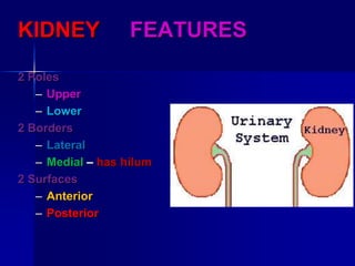 KIDNEY FEATURES
2 Poles
– Upper
– Lower
2 Borders
– Lateral
– Medial – has hilum
2 Surfaces
– Anterior
– Posterior
 