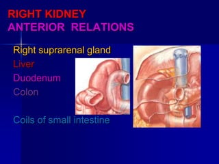 RIGHT KIDNEY
ANTERIOR RELATIONS
Right suprarenal gland
Liver
Duodenum
Colon
Coils of small intestine
 