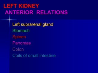 LEFT KIDNEY
ANTERIOR RELATIONS
Left suprarenal gland
Stomach
Spleen
Pancreas
Colon
Coils of small intestine
 