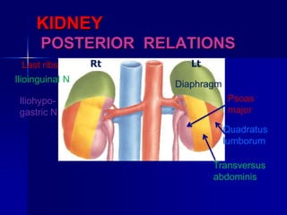 KIDNEY
POSTERIOR RELATIONS
Diaphragm
Psoas
major
Transversus
abdominis
Quadratus
lumborum
Last ribs
Ilioinguinal N
Iliohypo-
gastric N
Rt Lt
 
