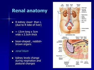 Renal anatomy
 R kidney lower than L
(due to R lobe of liver)
 ~ 12cm long x 5cm
wide x 2.5cm thick
 bean-shaped , reddish-
brown organs
 renal hilum
 kidney levels change
during respiration and
postural changes
 