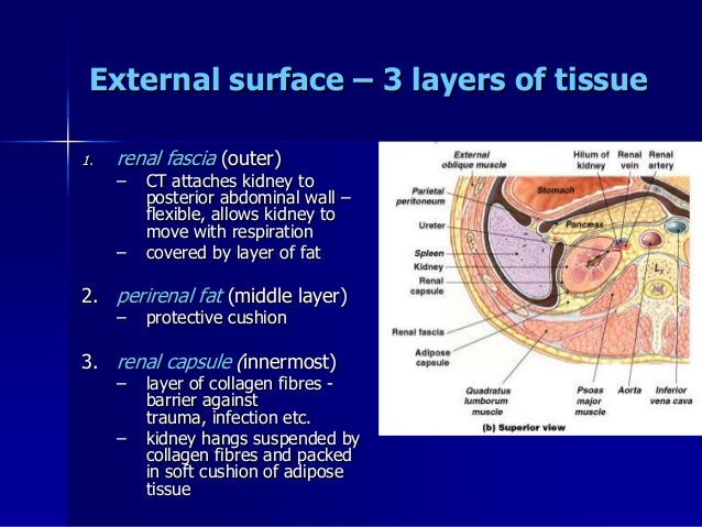 Renal anatomy& physiology